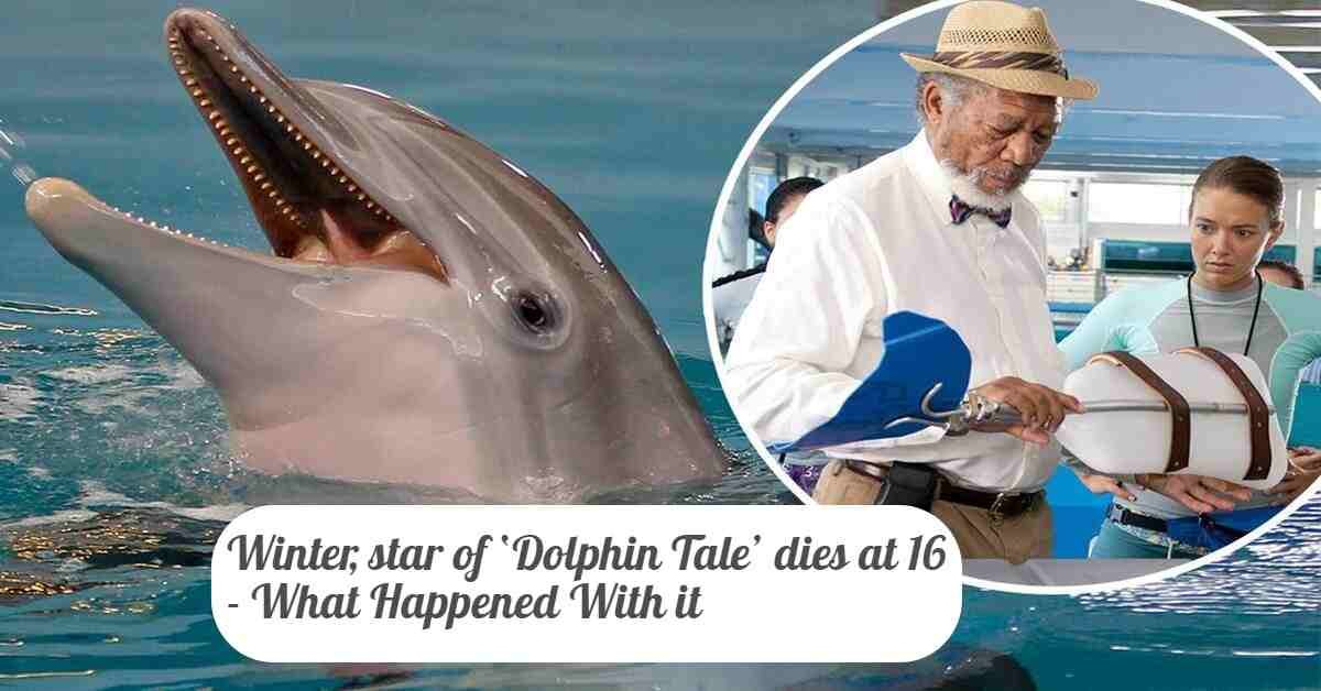 Dolphin Tale