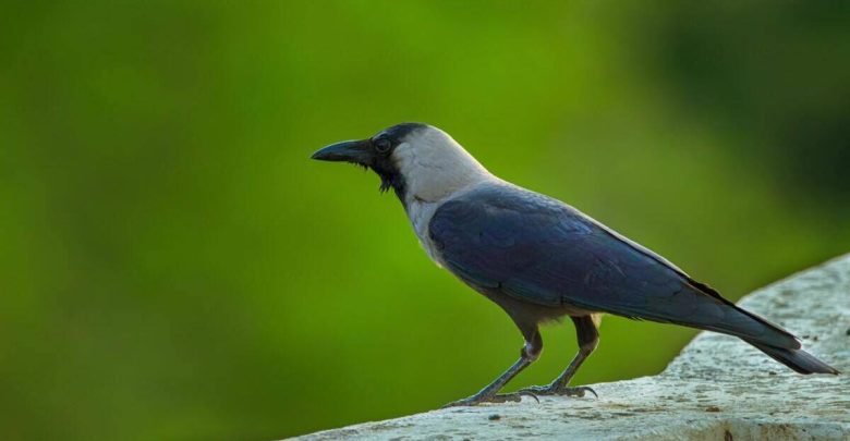 facts about crows