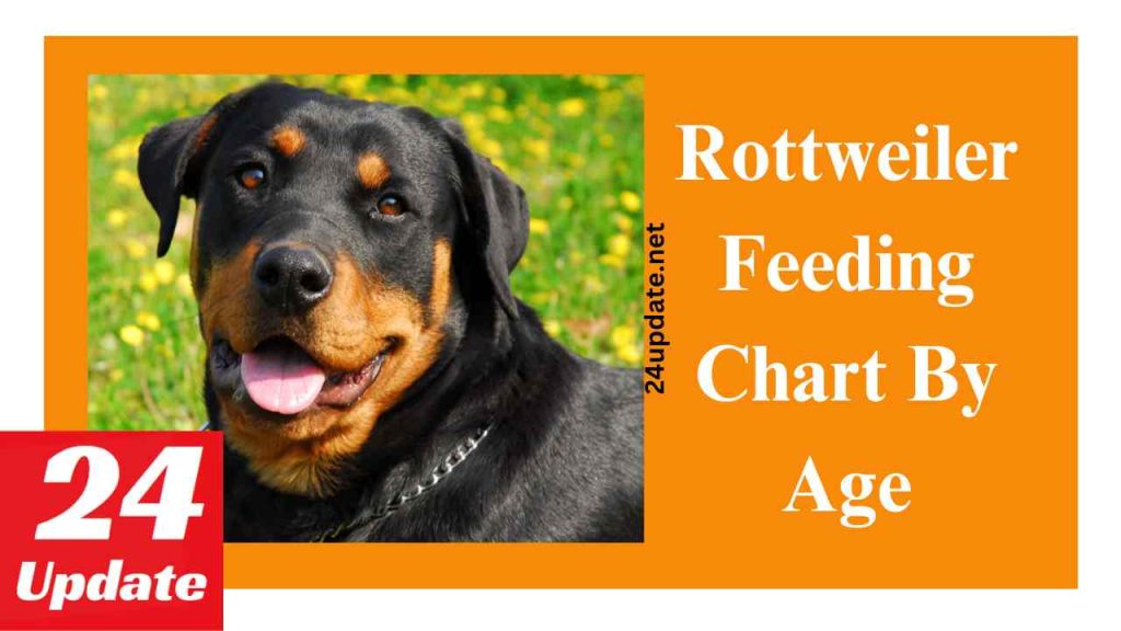 Rottweiler Feeding Chart By Age